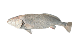 Black Jewfish
